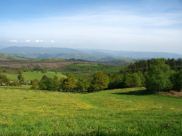 Imagen de Bosque