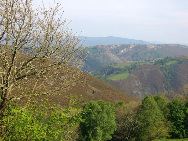 Imagen de Bosque