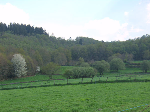 Imagen de Bosque