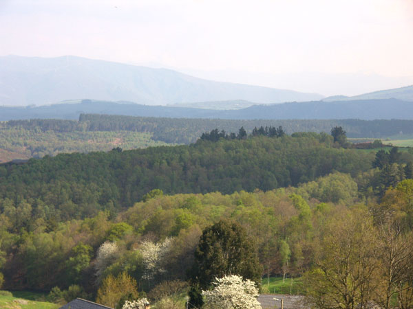 Imagen de Bosque