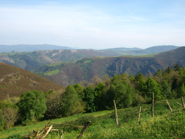 Imagen de Bosque