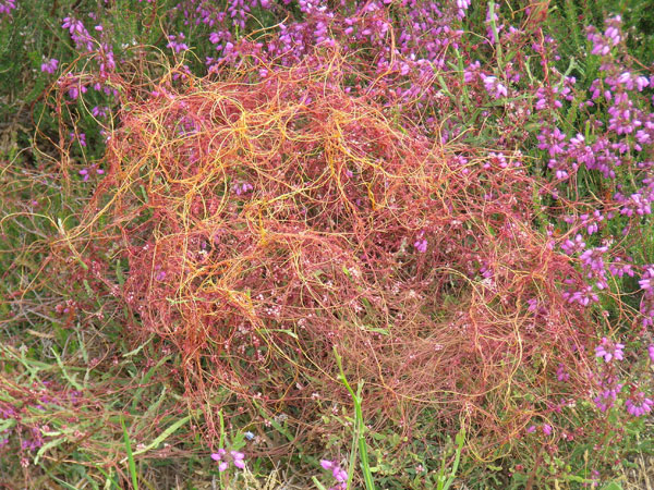 Imagen de Cuscuta