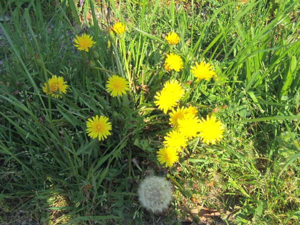 Imagen de Flores