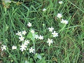 
			Miniatura de Flores
		
