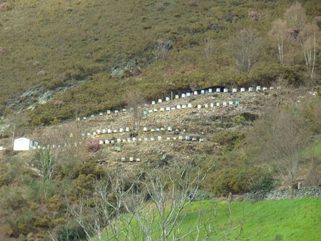Colmenas en San Pedro de Agüeira